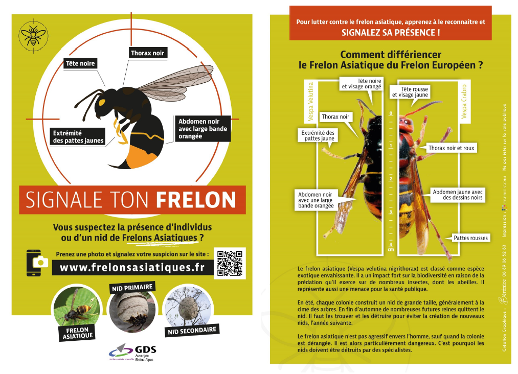 Frelon asiatique .png