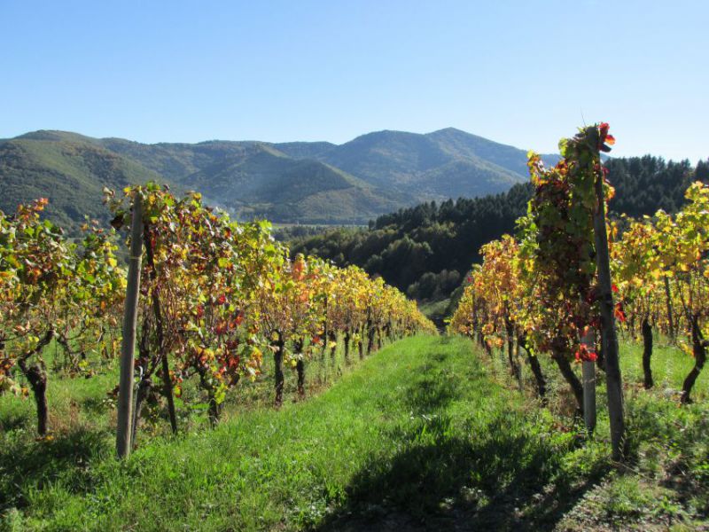 Vignoble en automne