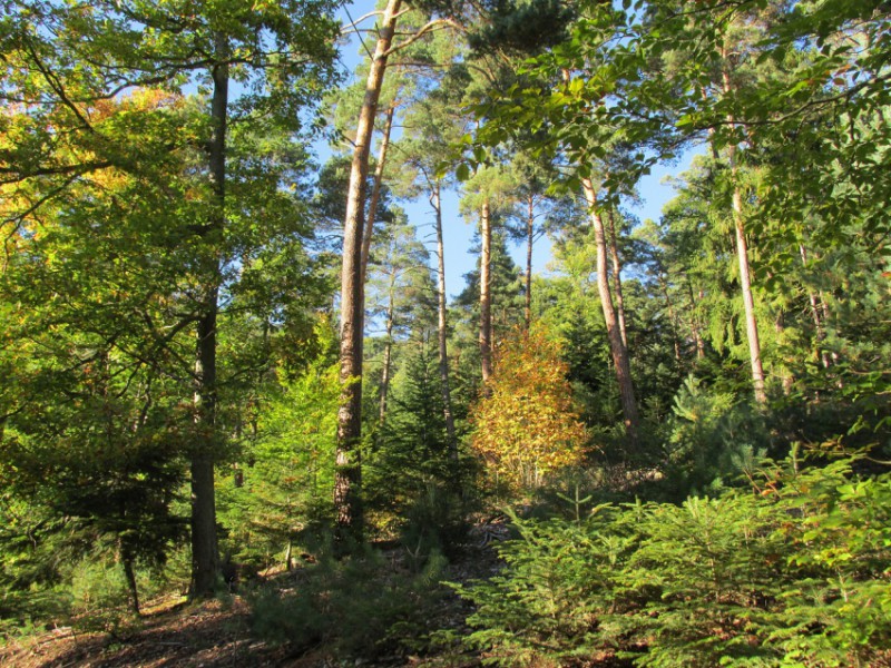 Foret