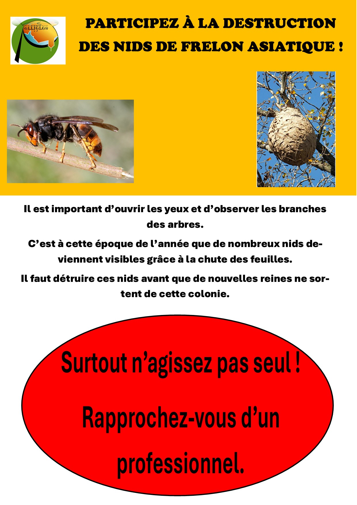 2025 FRELONS ASIATIQUES .jpg