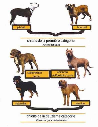 chiens-dangereux.jpg