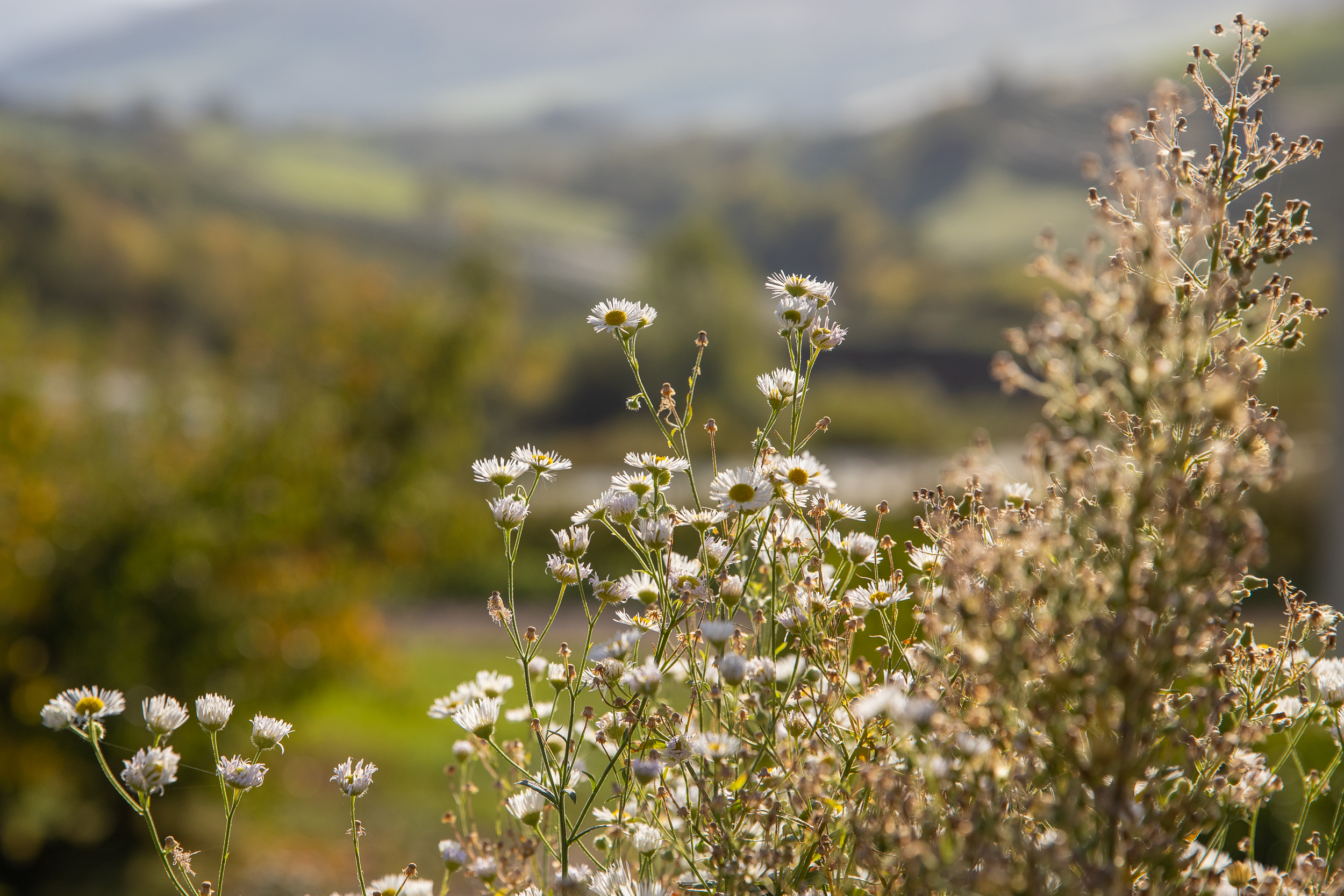 Automne Valfleury web-12.jpg