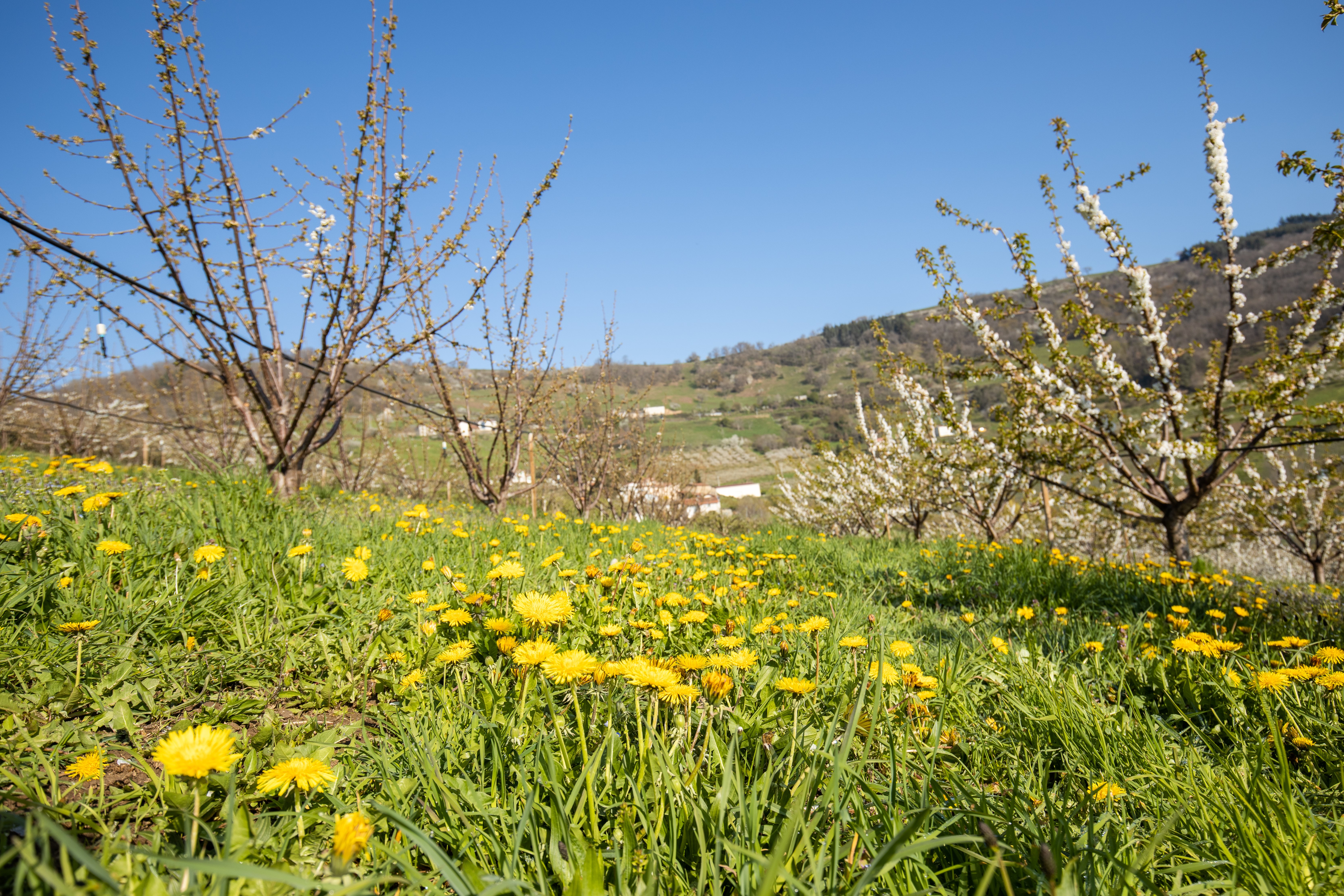 Valfleury Printemps-3.jpg