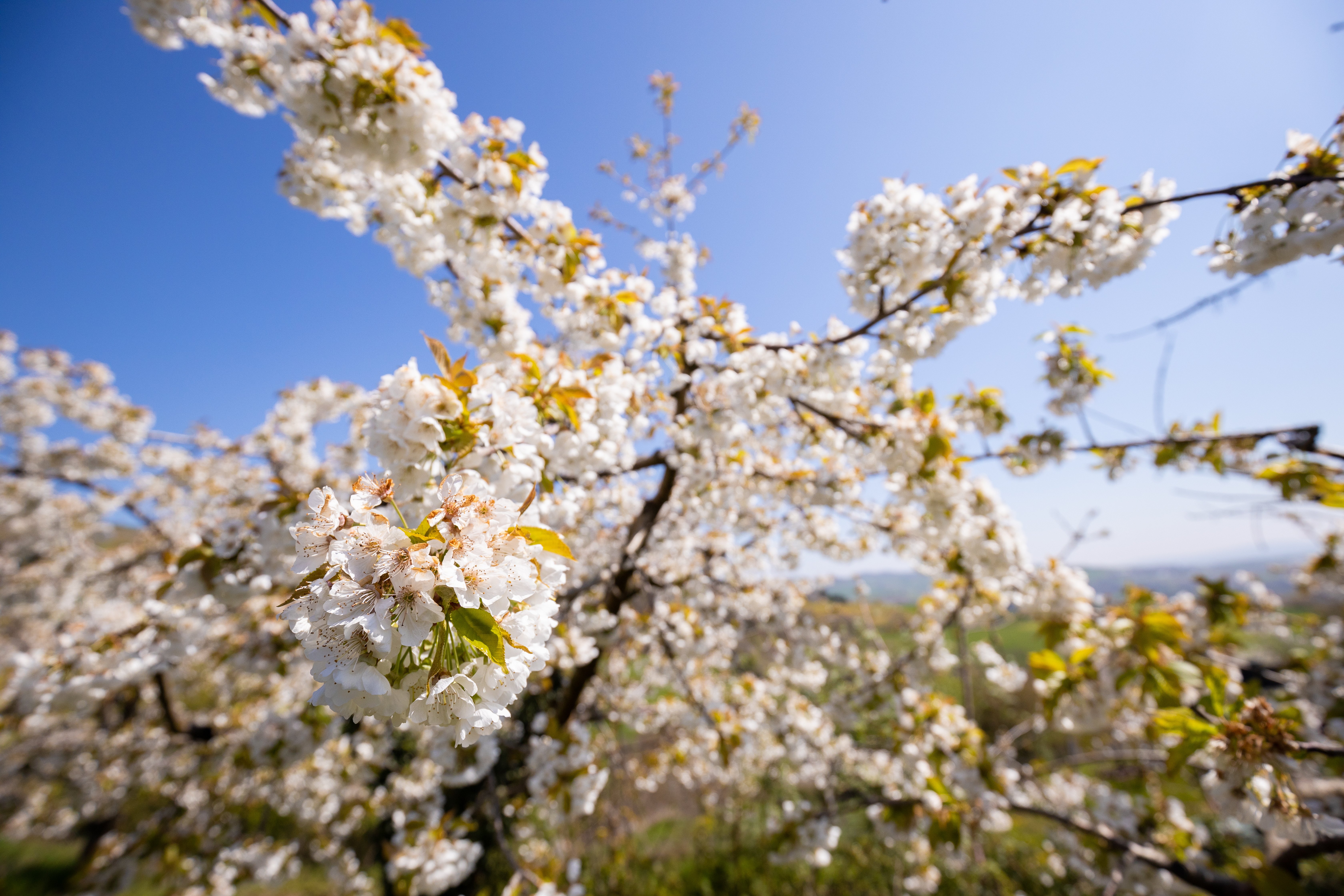 Valfleury Printemps-34.jpg