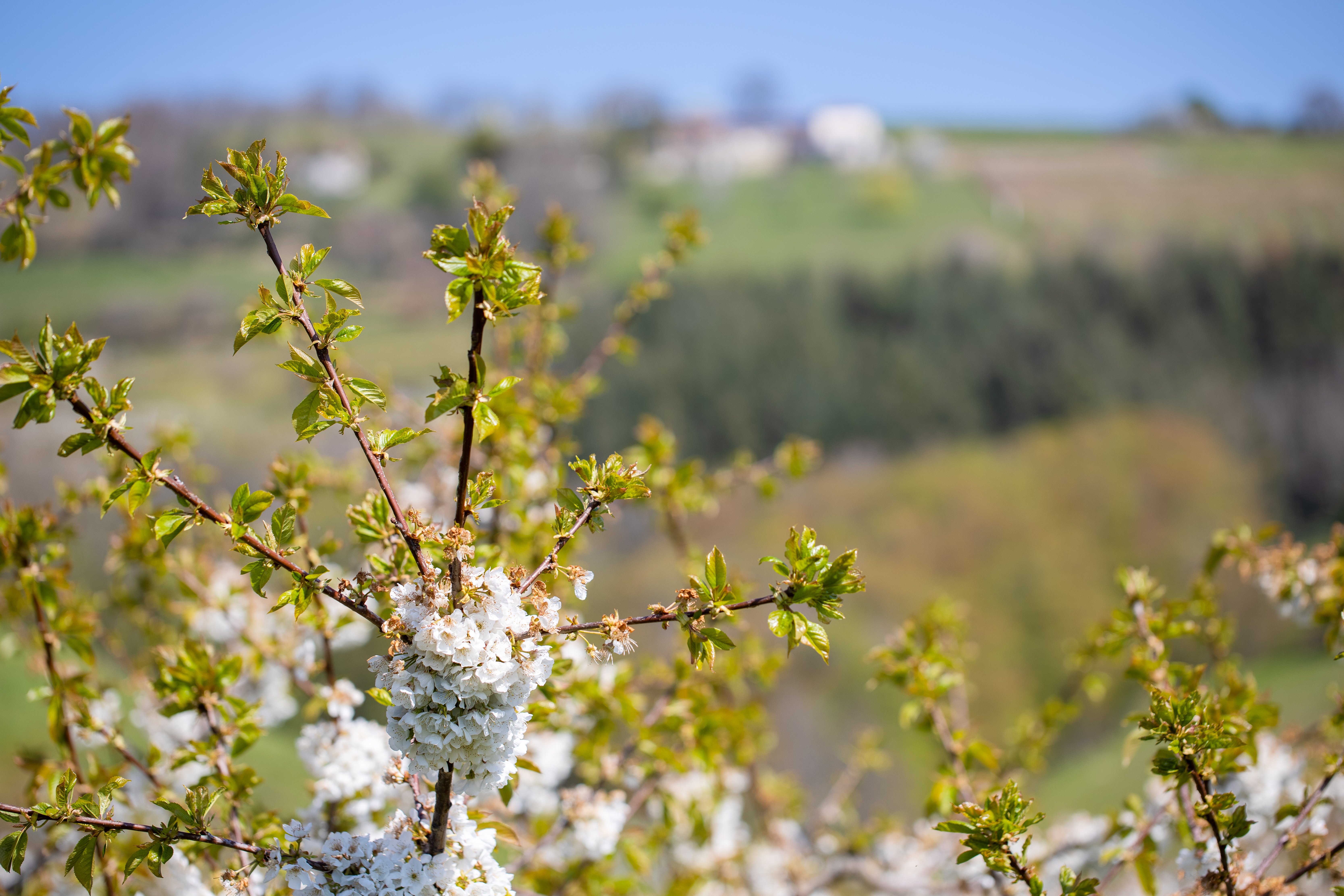 Valfleury Printemps-30.jpg