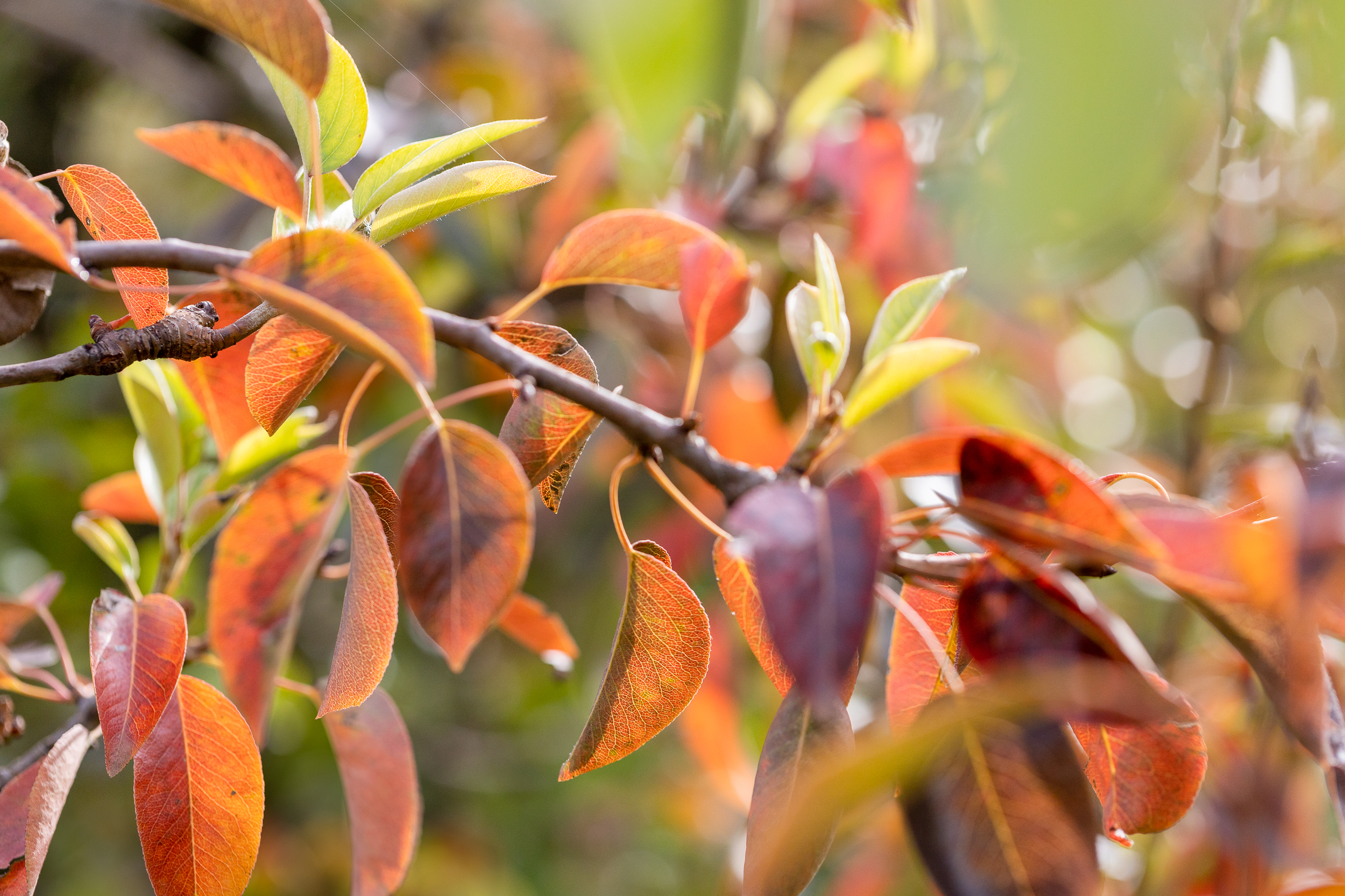 Automne Valfleury web-36.jpg