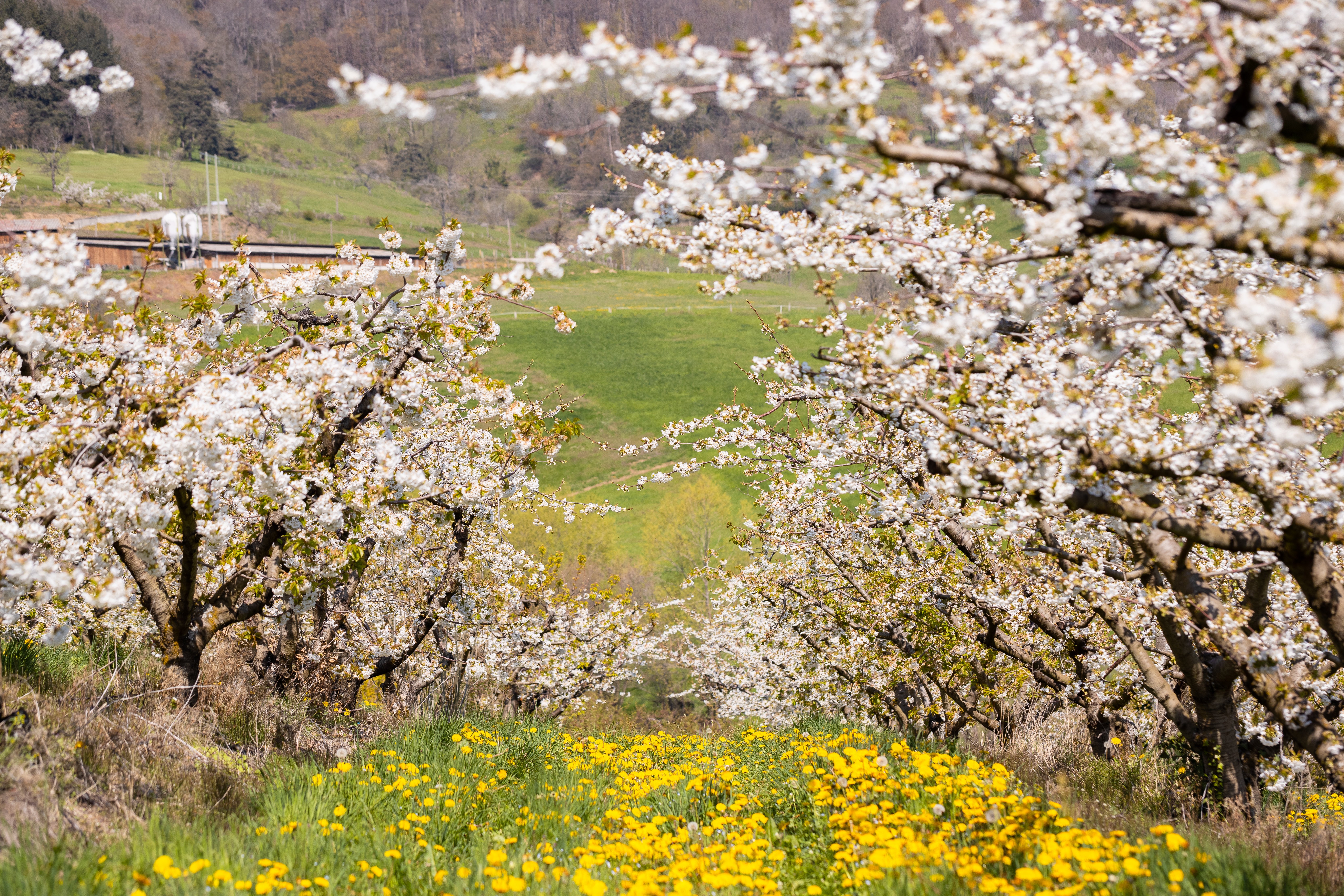 Valfleury Printemps-32.jpg