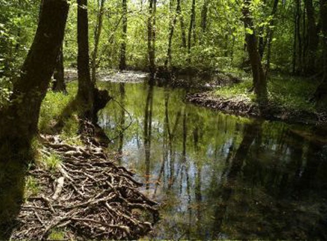 Chaux une foret en mouvements.jpg