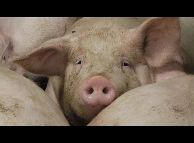 cousin comme cochon.jpg