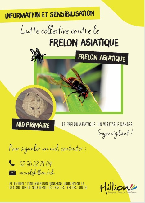 Frelons Asiatiques 26.jpg