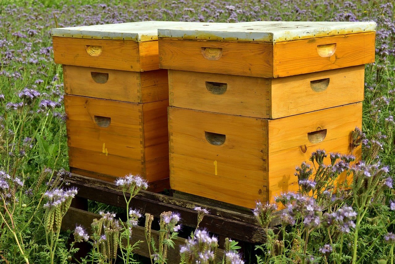 ruche-abeilles.jpg