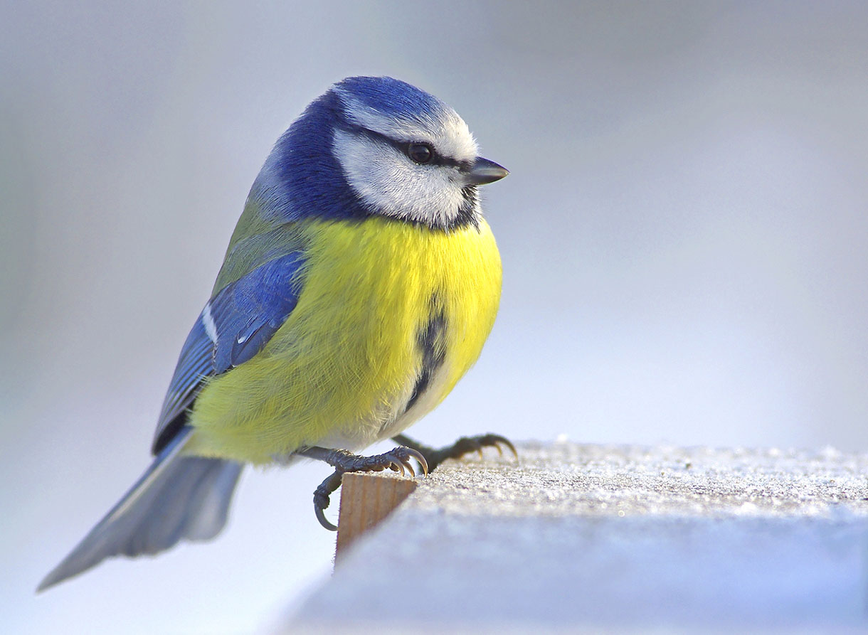 chenille processionnaire - prédateur mésange.jpg