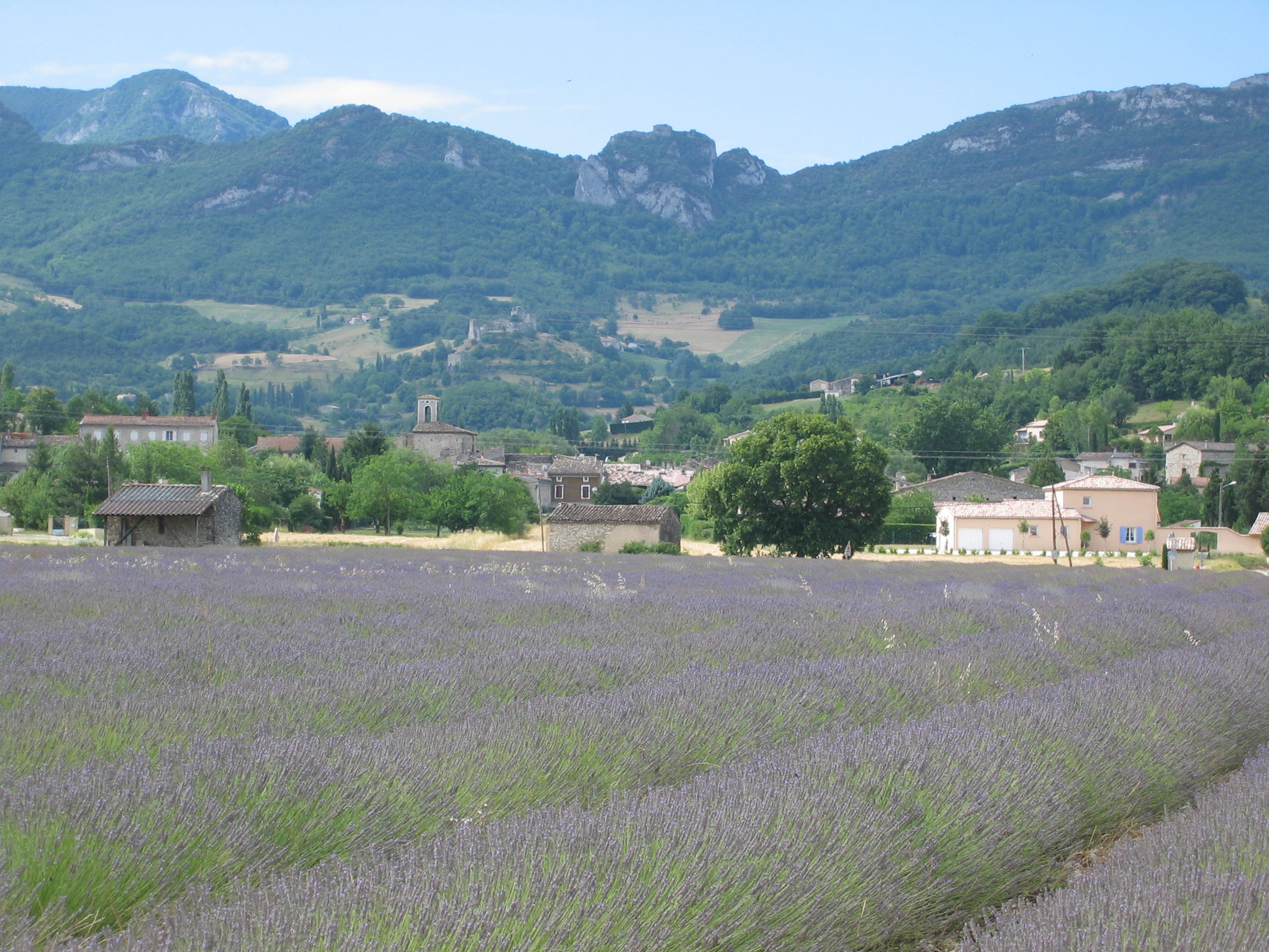 Piégros lavandes 3.jpg