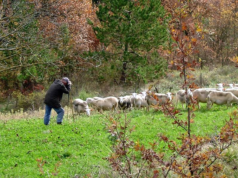 René Lantheaume - troupeau de moutons - automne 2010.jpg