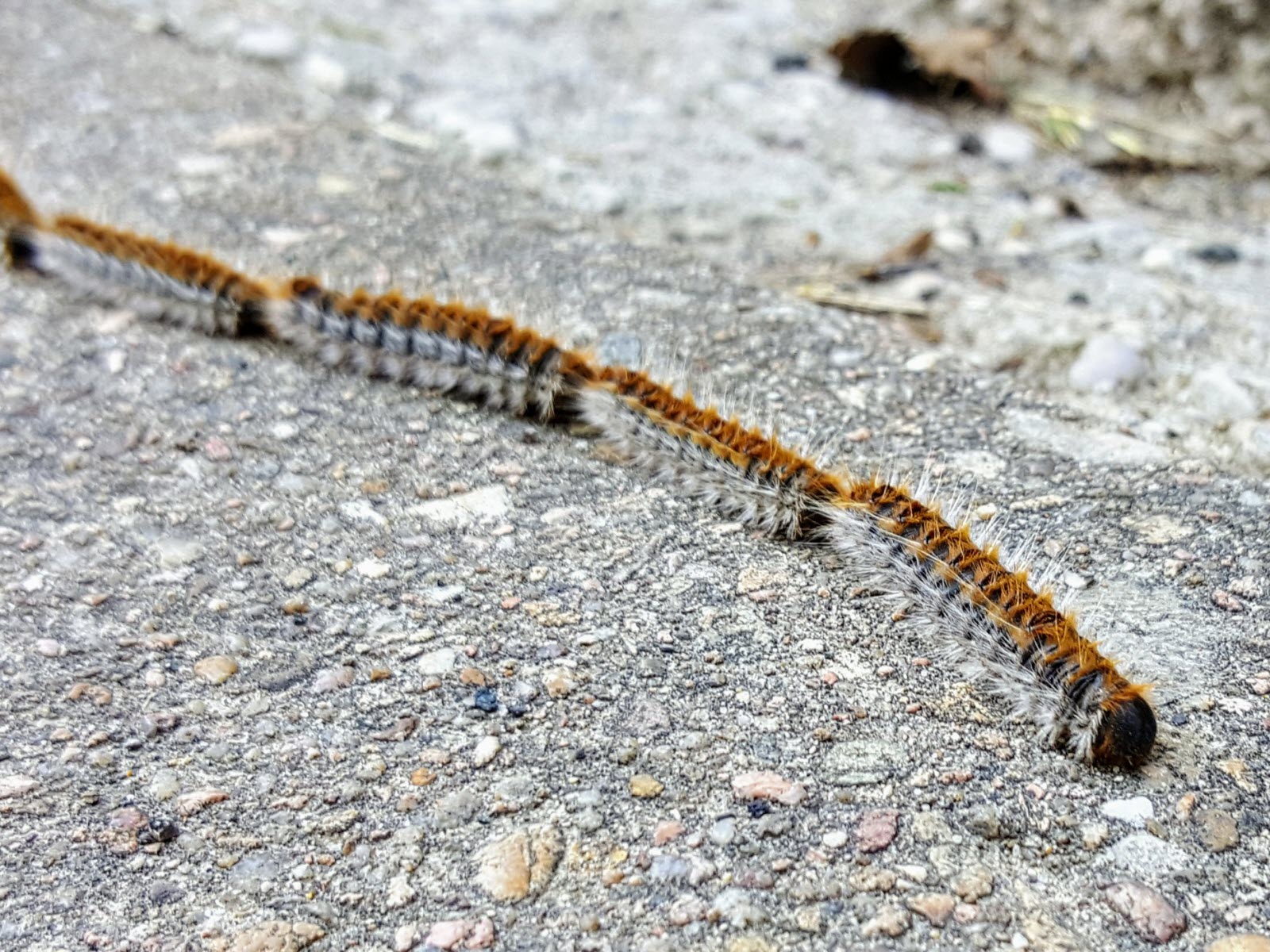 chenille processionnaire.jpg