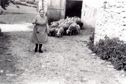moutons en pature.JPG