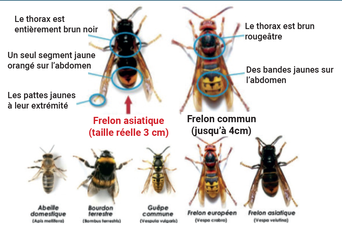 frelon asiatique.png