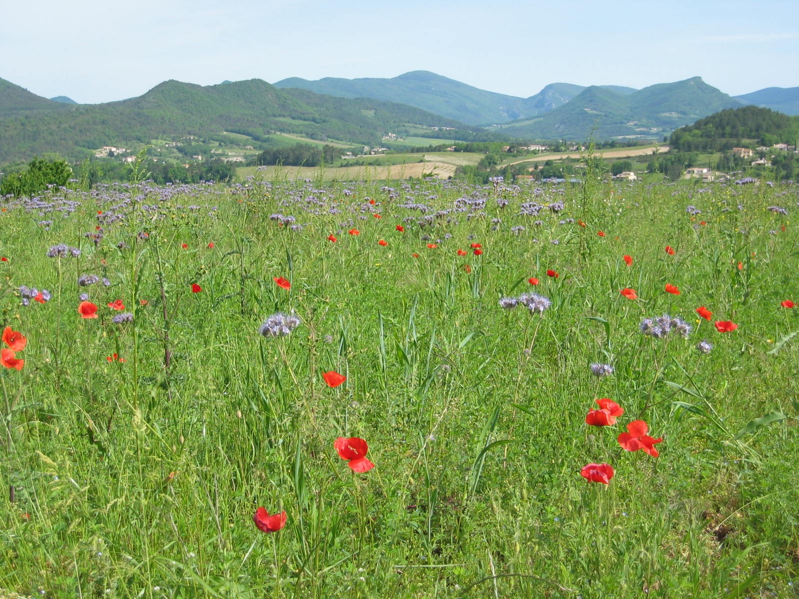 Champ fleurs cimetière _1_.jpg