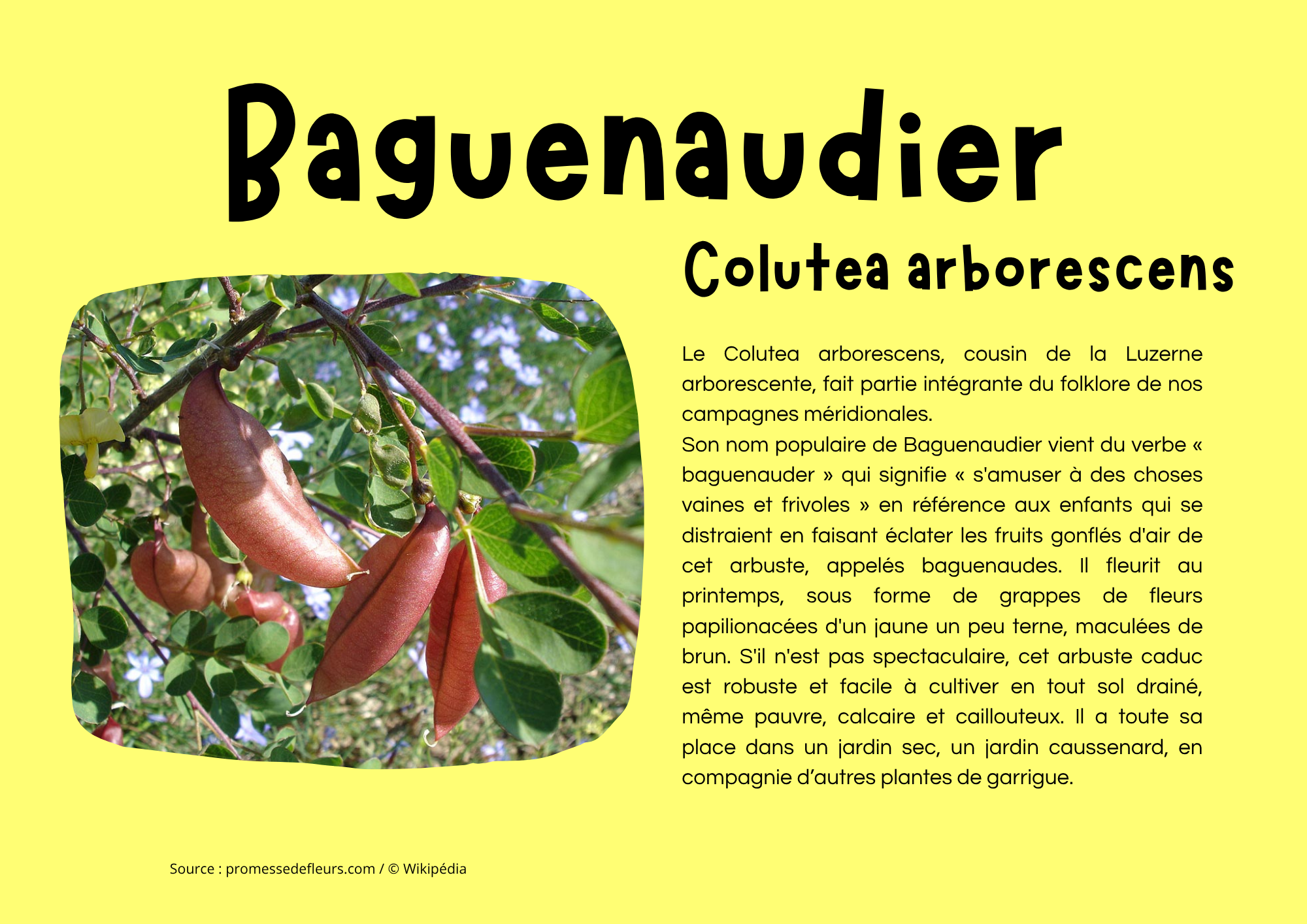 Baguenaudier.png