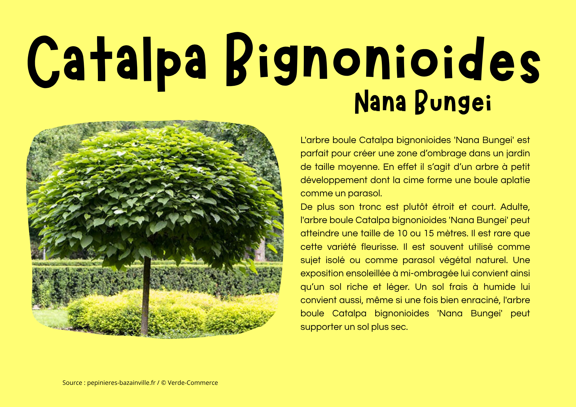 Catalpa Bignonioides.png
