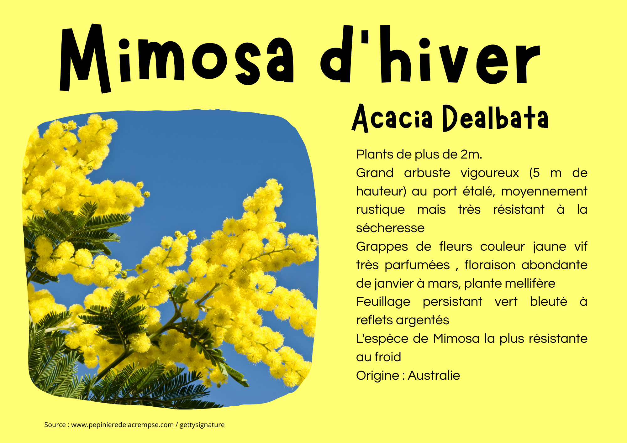 Mimosa d_hiver.png