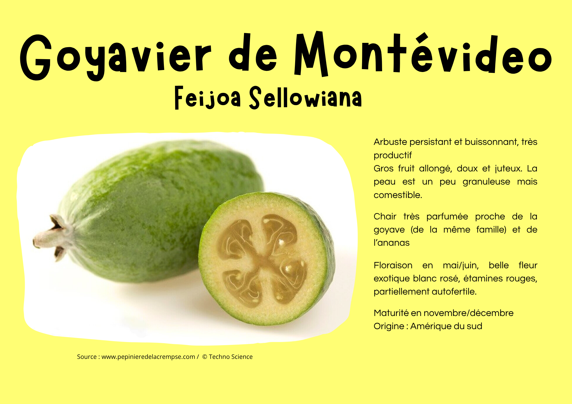 Goyavier de Montévideo.png