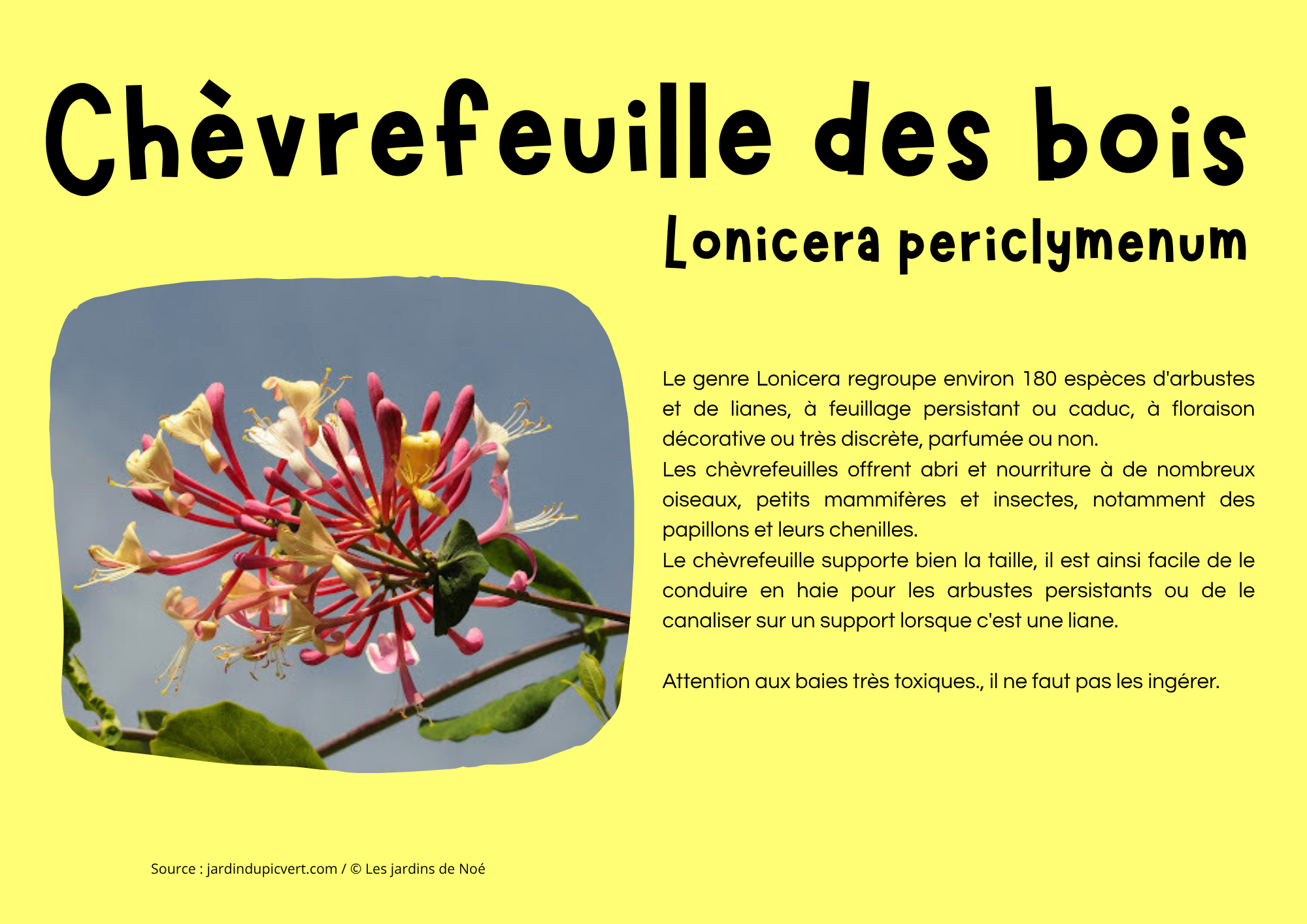 Chèvrefeuille des bois.png