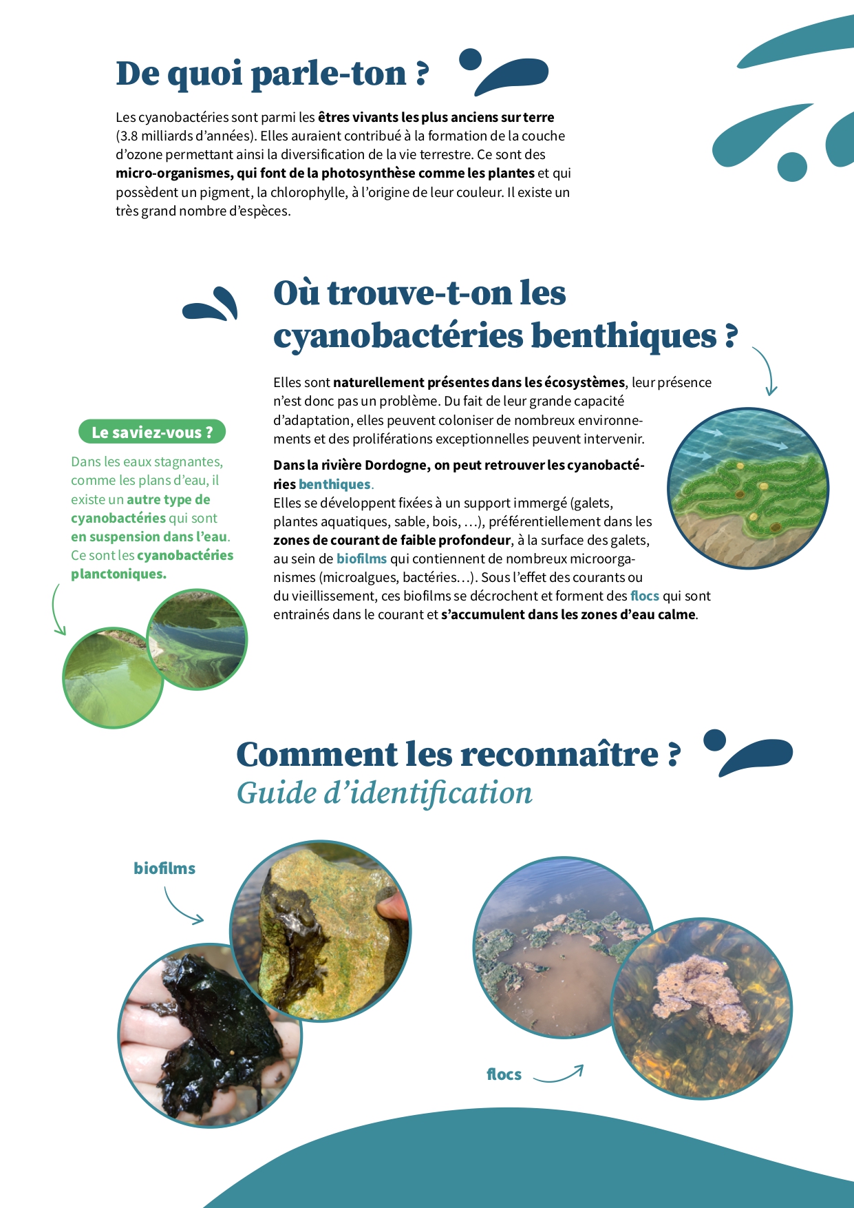 Plaquette_cyano_benthiques_page-0002.jpg