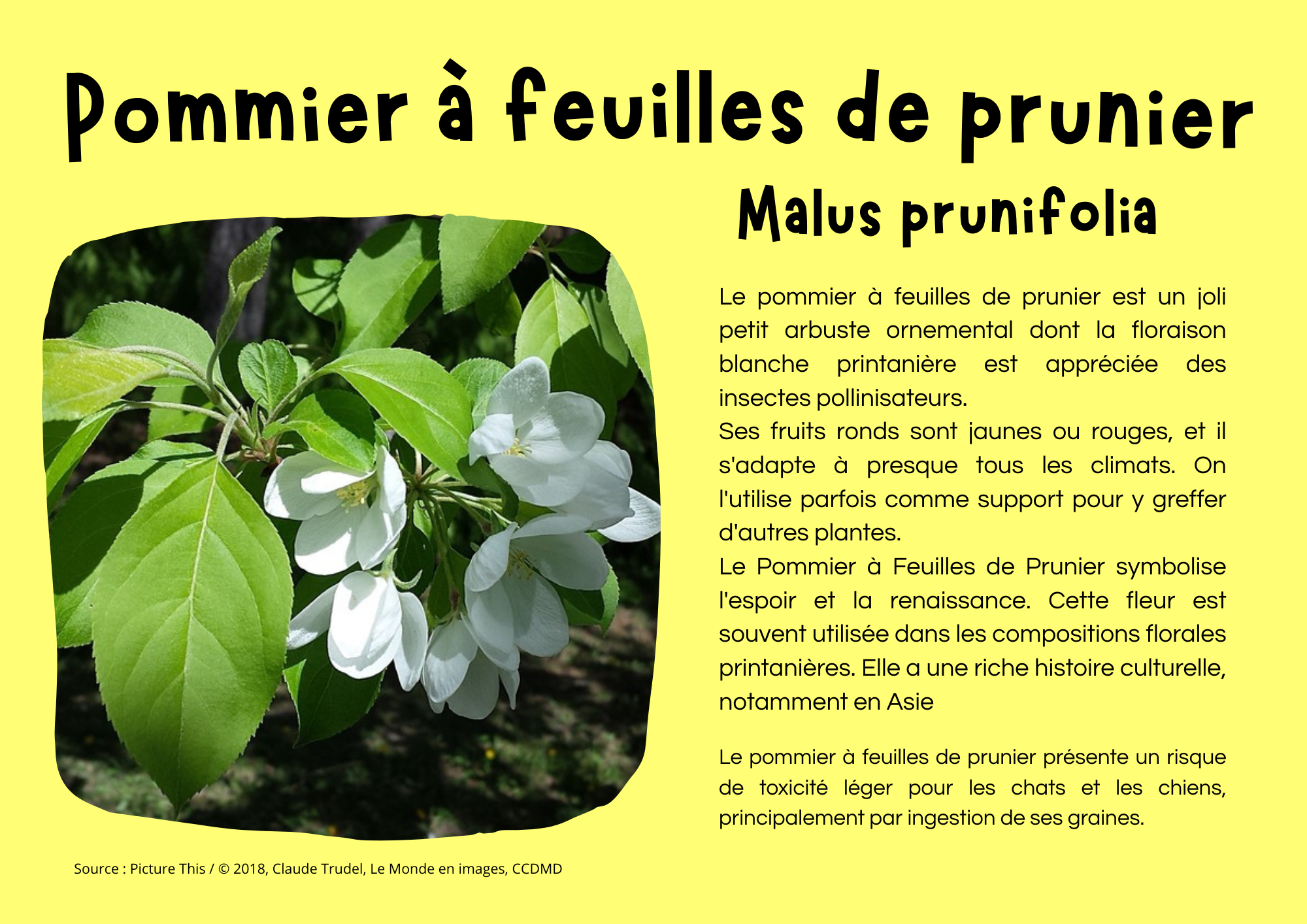 Pommier à feuilles de prunier.png
