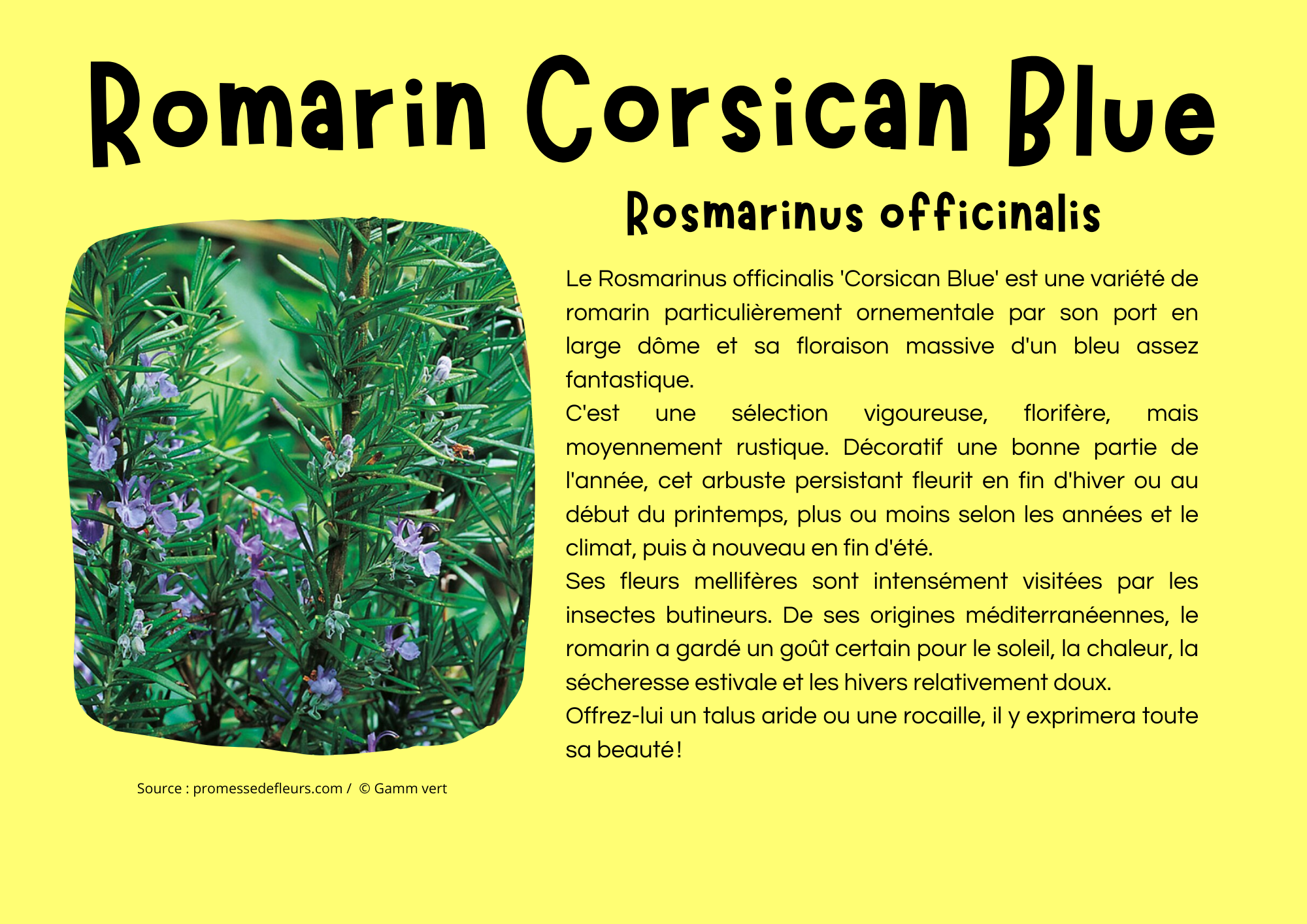 Romarin Corsican Blue.png