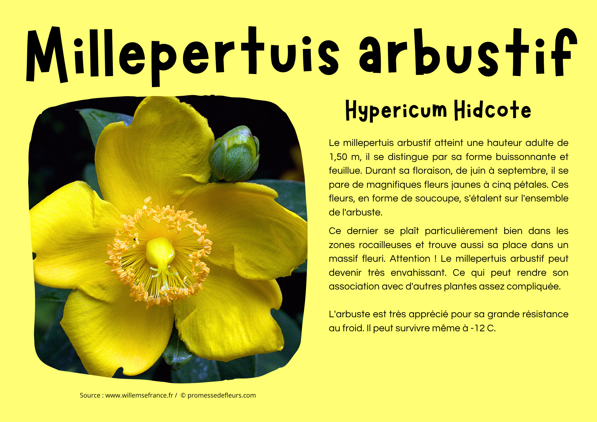 Millepertuis arbustif.png