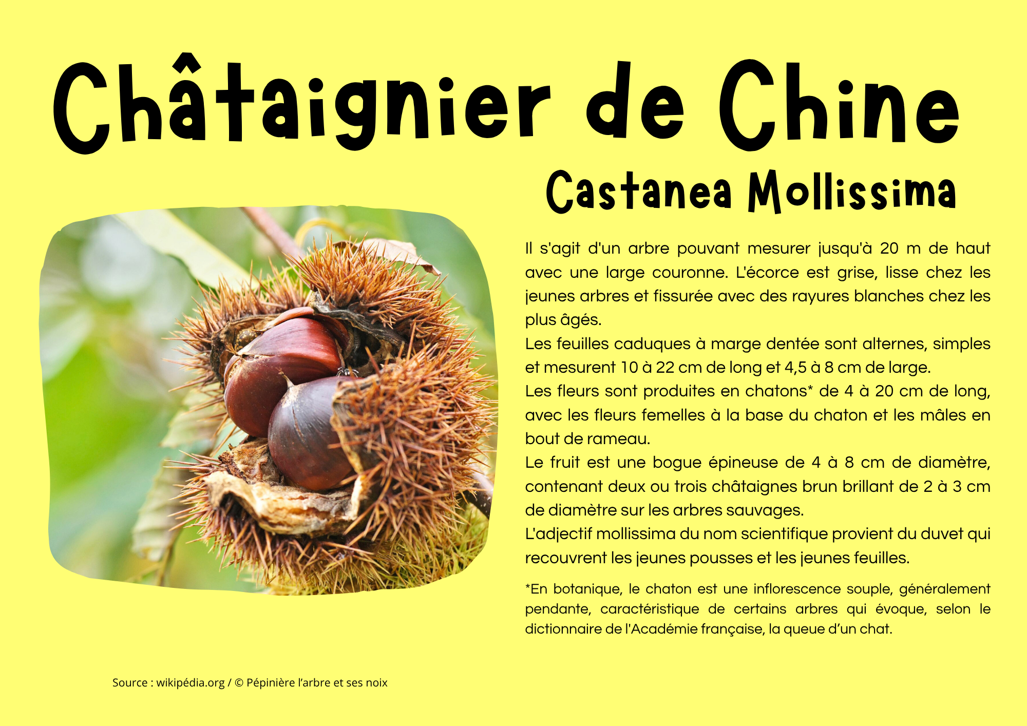 Châtaignier de Chine.png