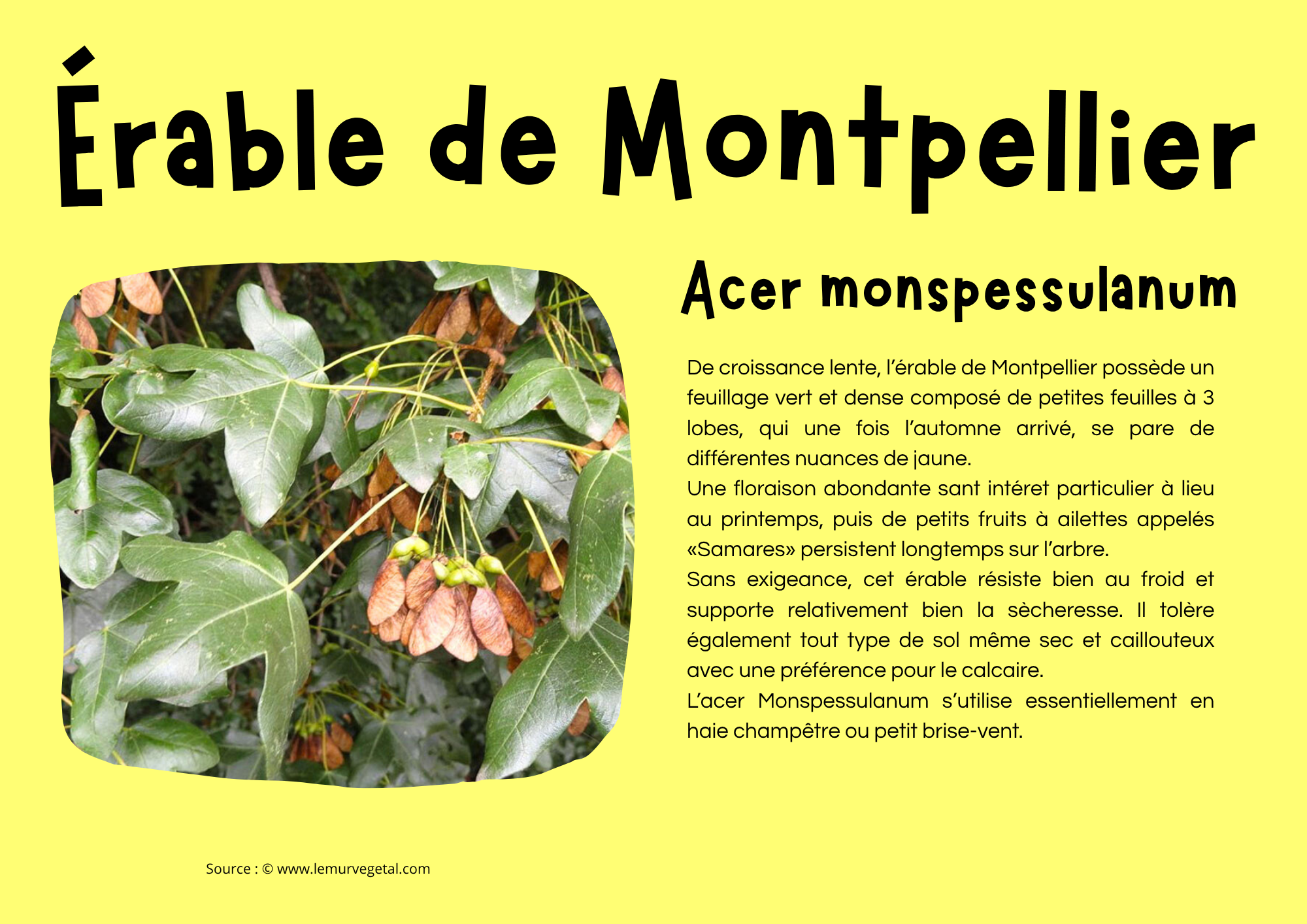 Érable de Montpellier.png