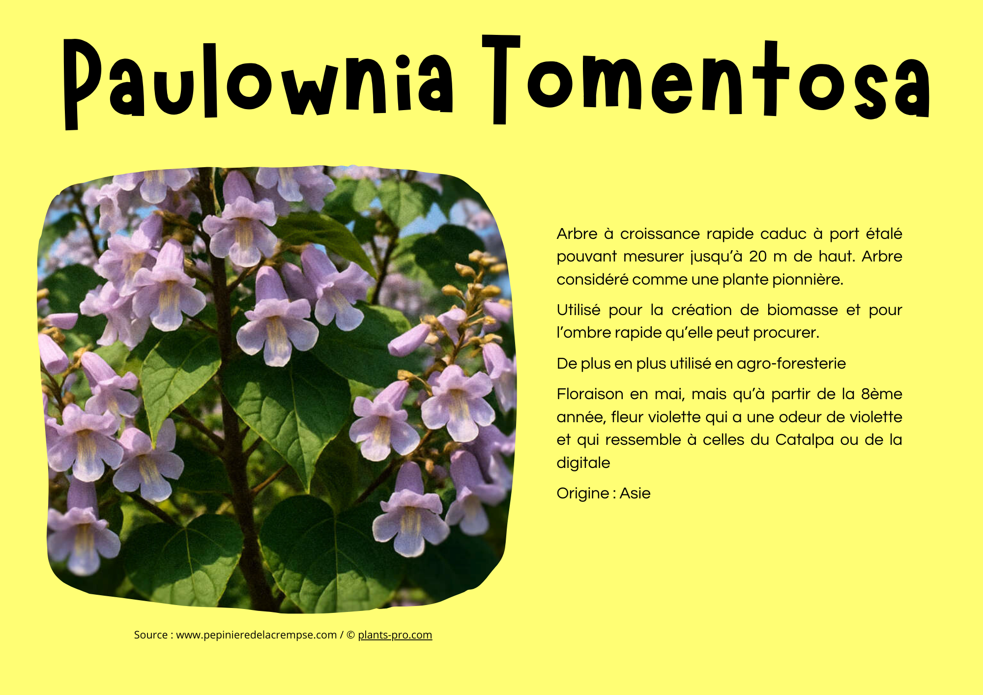 Paulownia Tomentosa.png