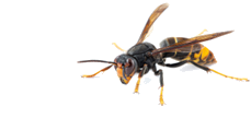 guêpe.png