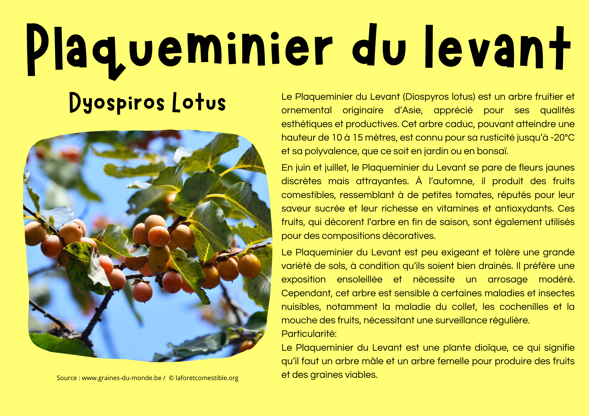 Plaqueminier du levant.png