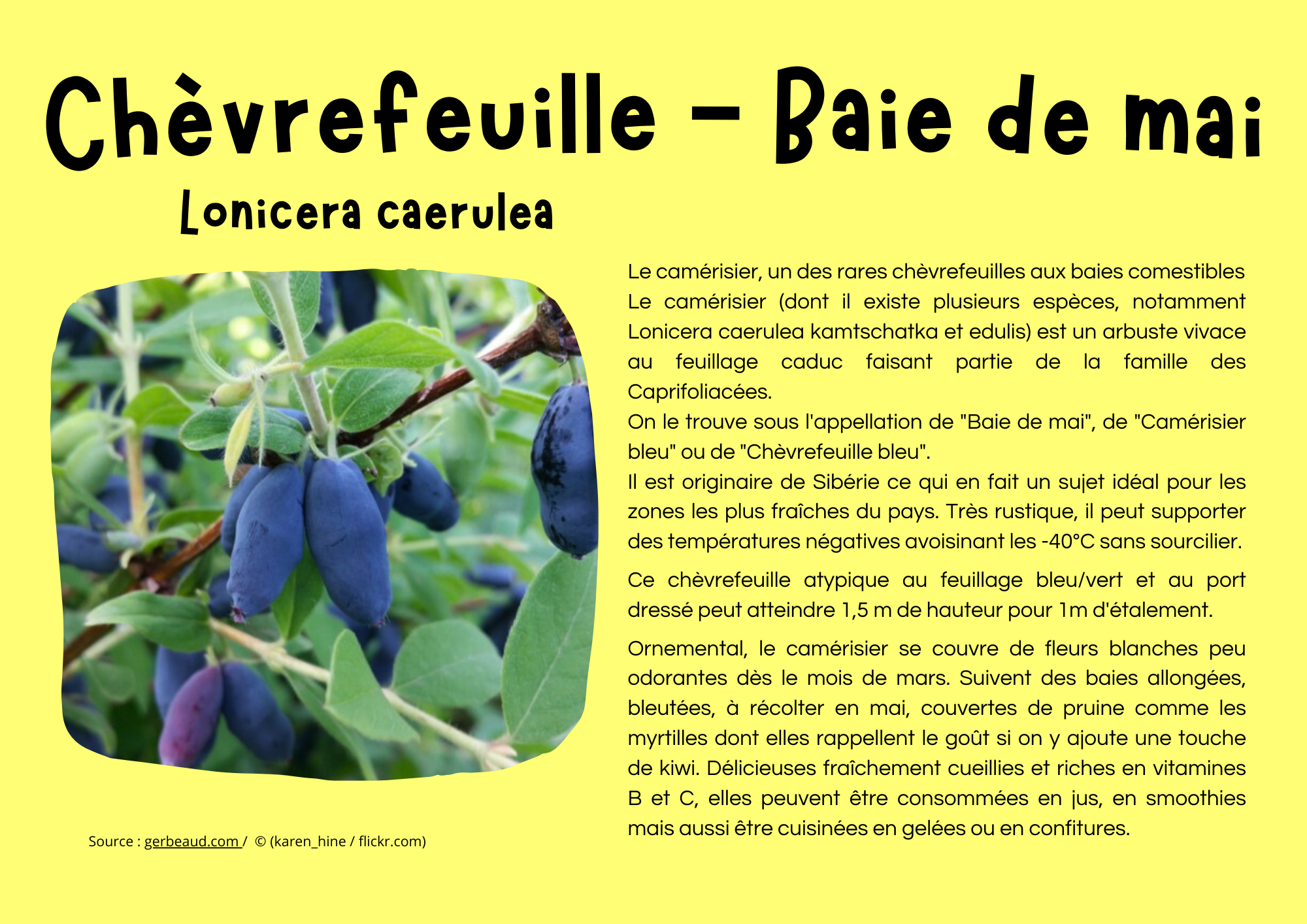Chèvrefeuille - Baie de mai.png