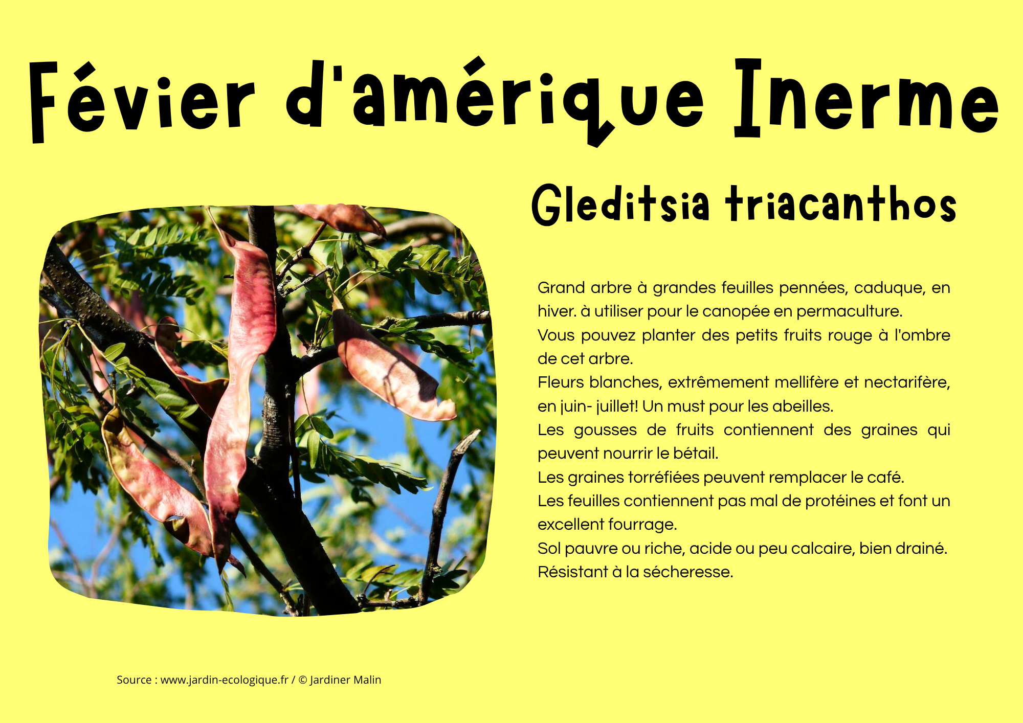 Févier d_Amérique Inerme.png