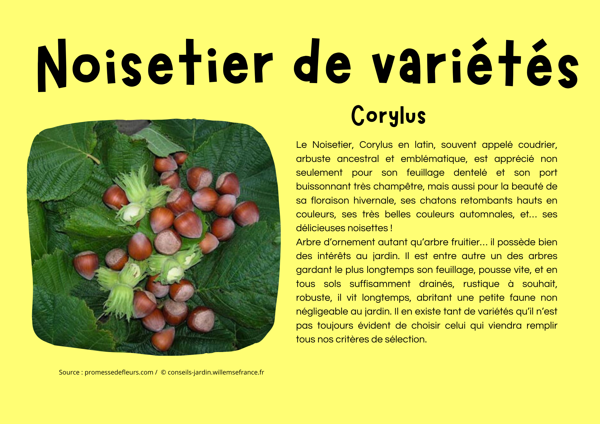 Noisetier de variétés.png