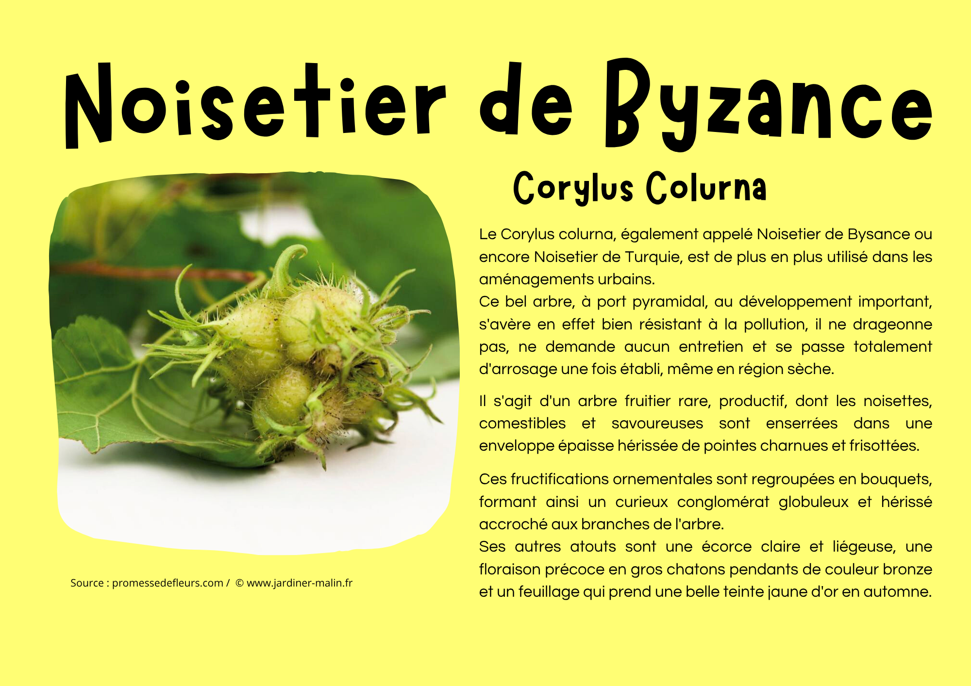 Noisetier de Byzance.png