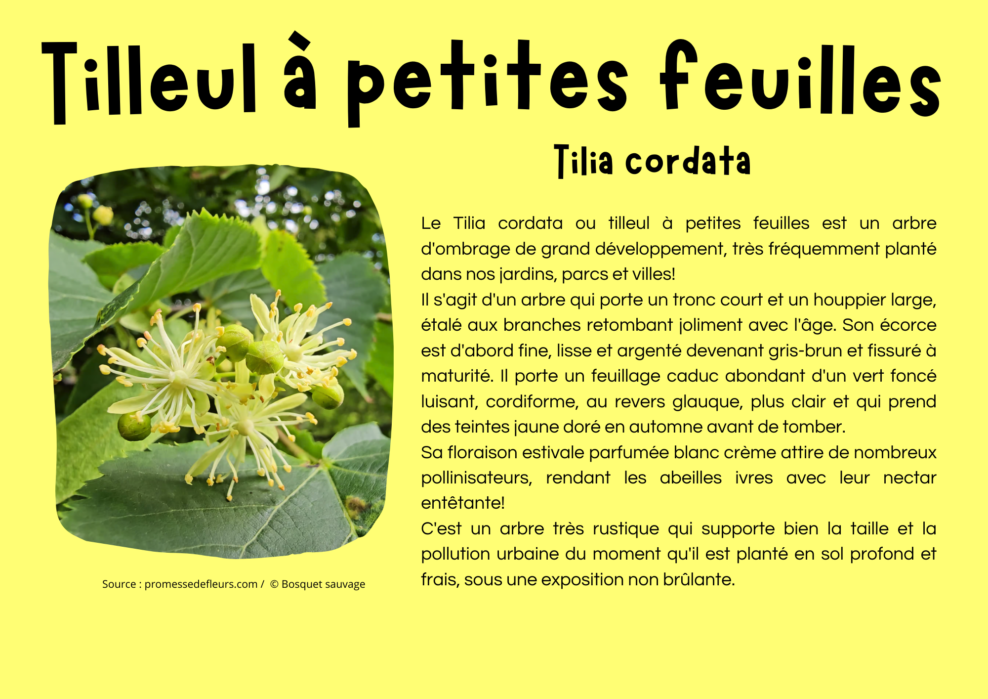 Tilleul à petites feuilles.png