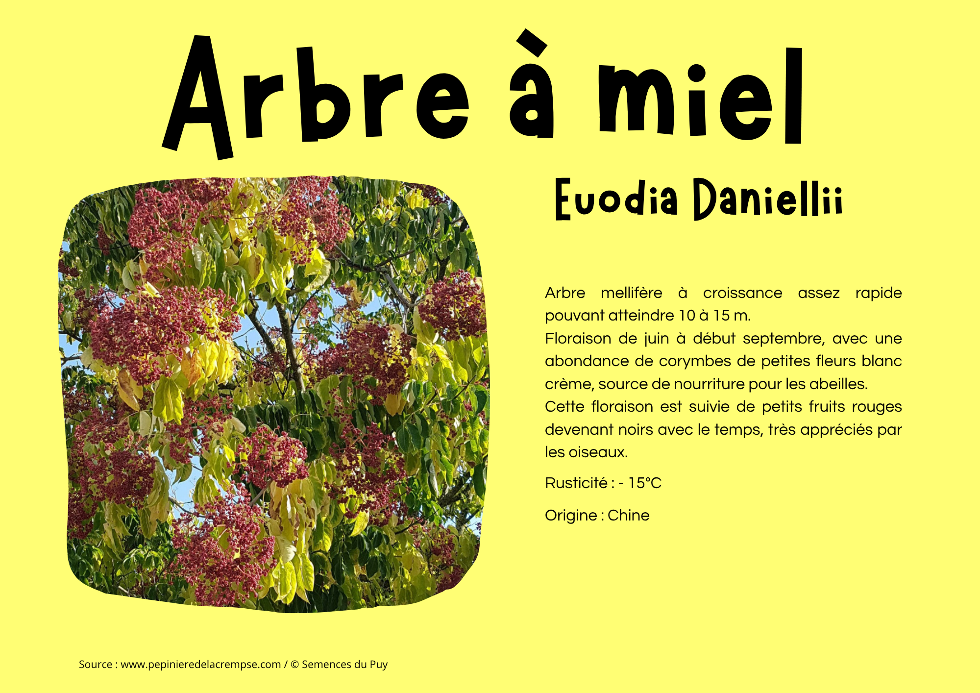 Arbre à miel.png