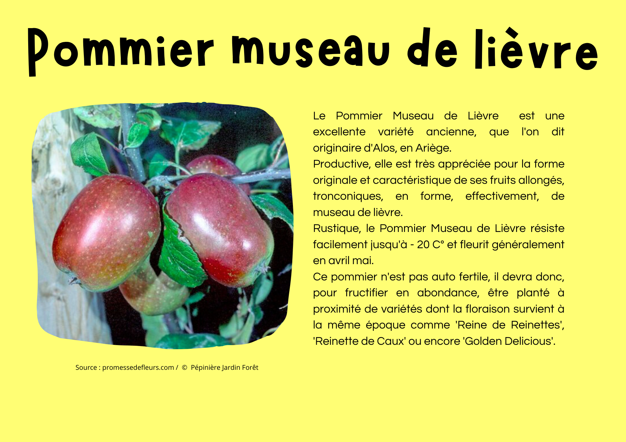 Pommier museau de lièvre.png