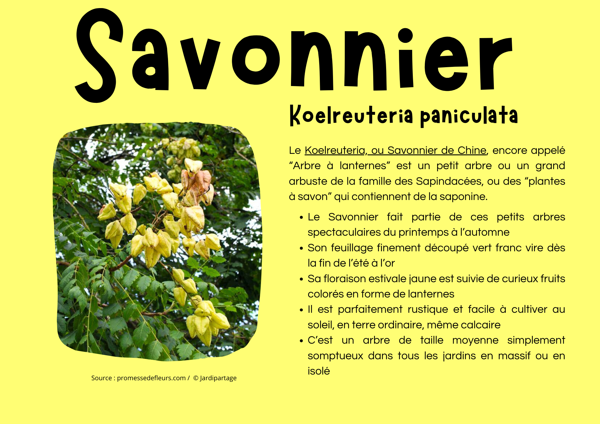 Savonnier.png
