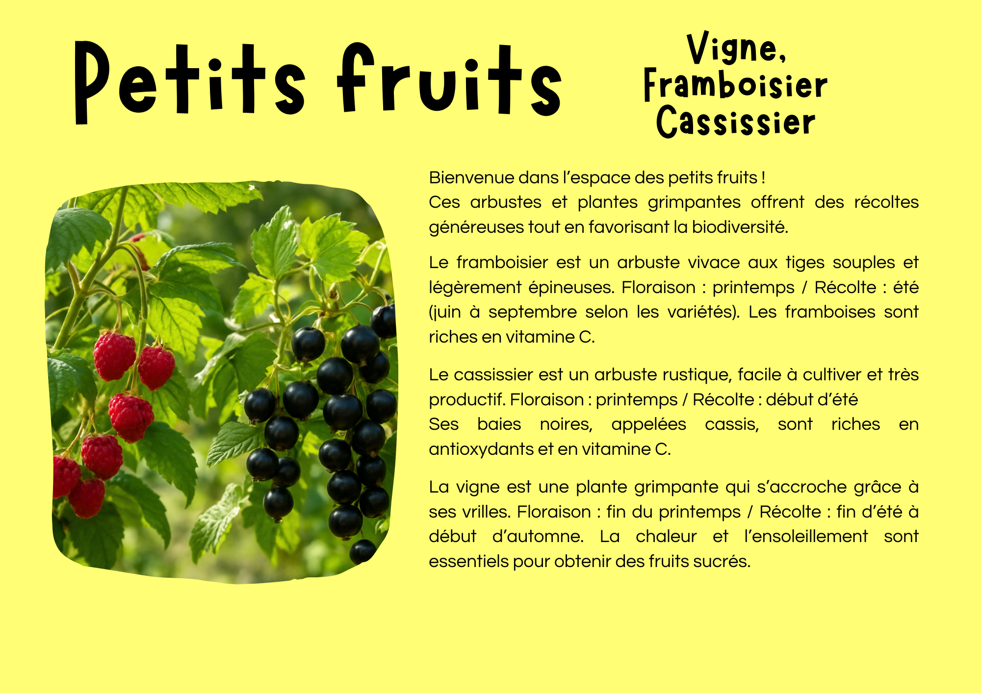 Petits fruits vigne framboisier cassissier.png