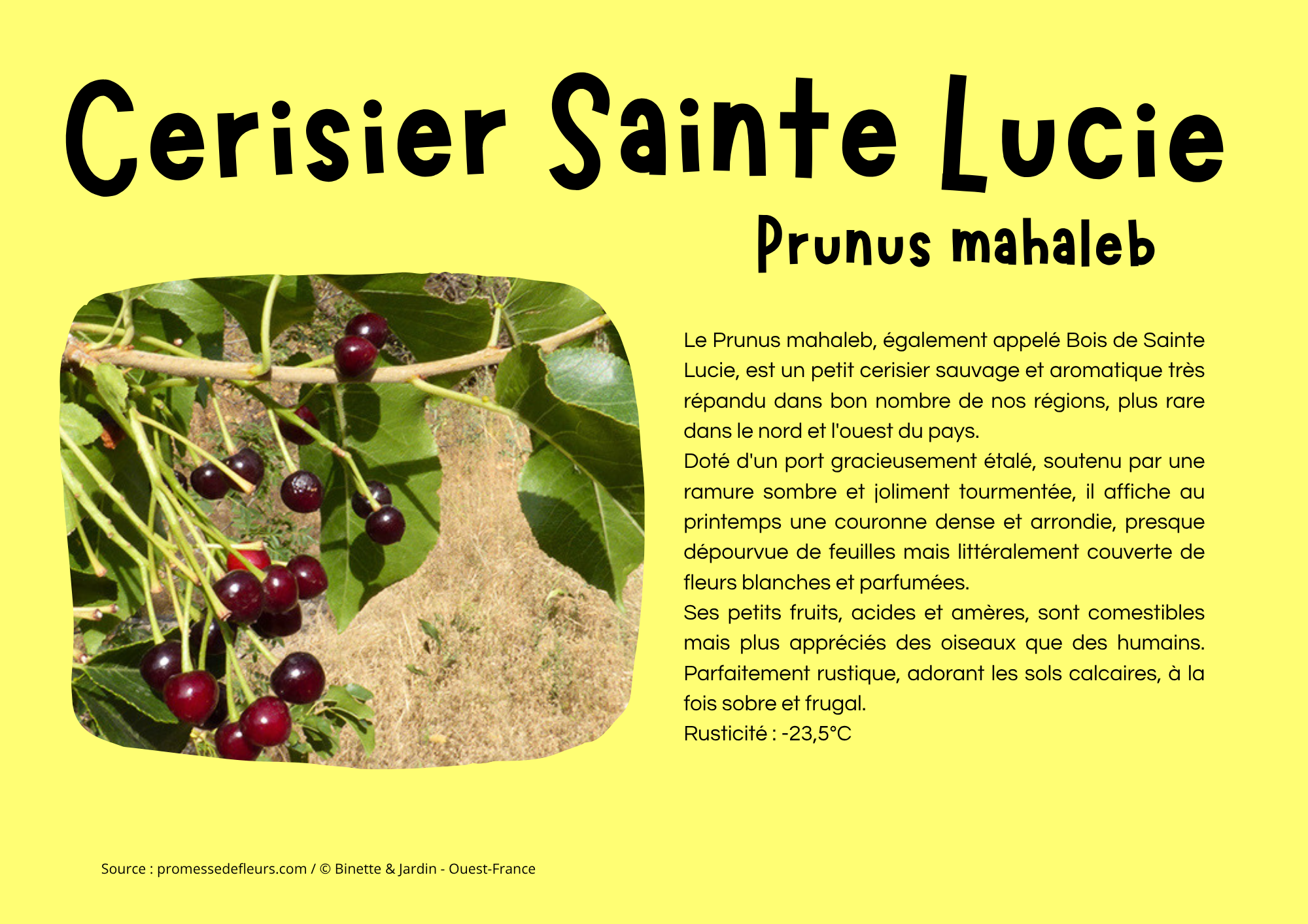 Cerisier Sainte Lucie.png