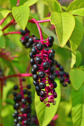 Image1.png