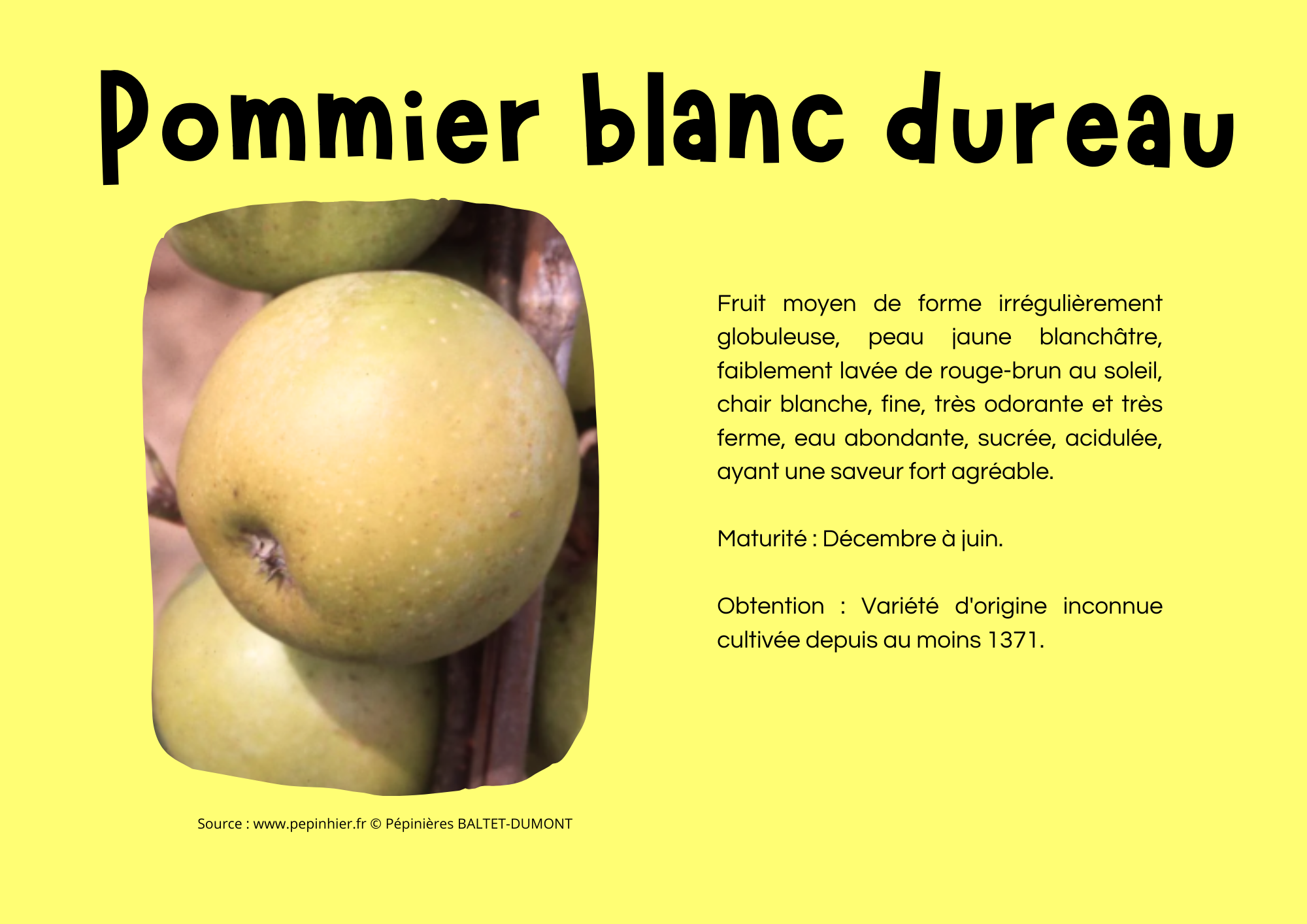 Pommier blanc dureau.png