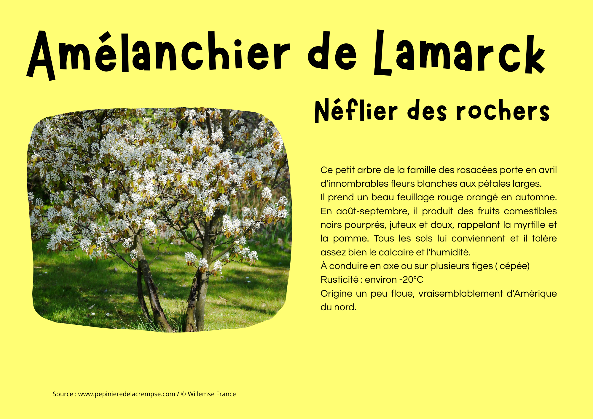 Amélanchier de Lamarck.png