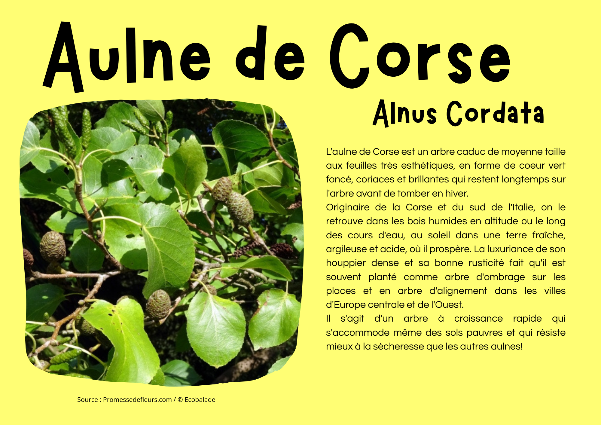 Aulne de Corse.png